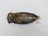 藏品(領角鴞)的圖片